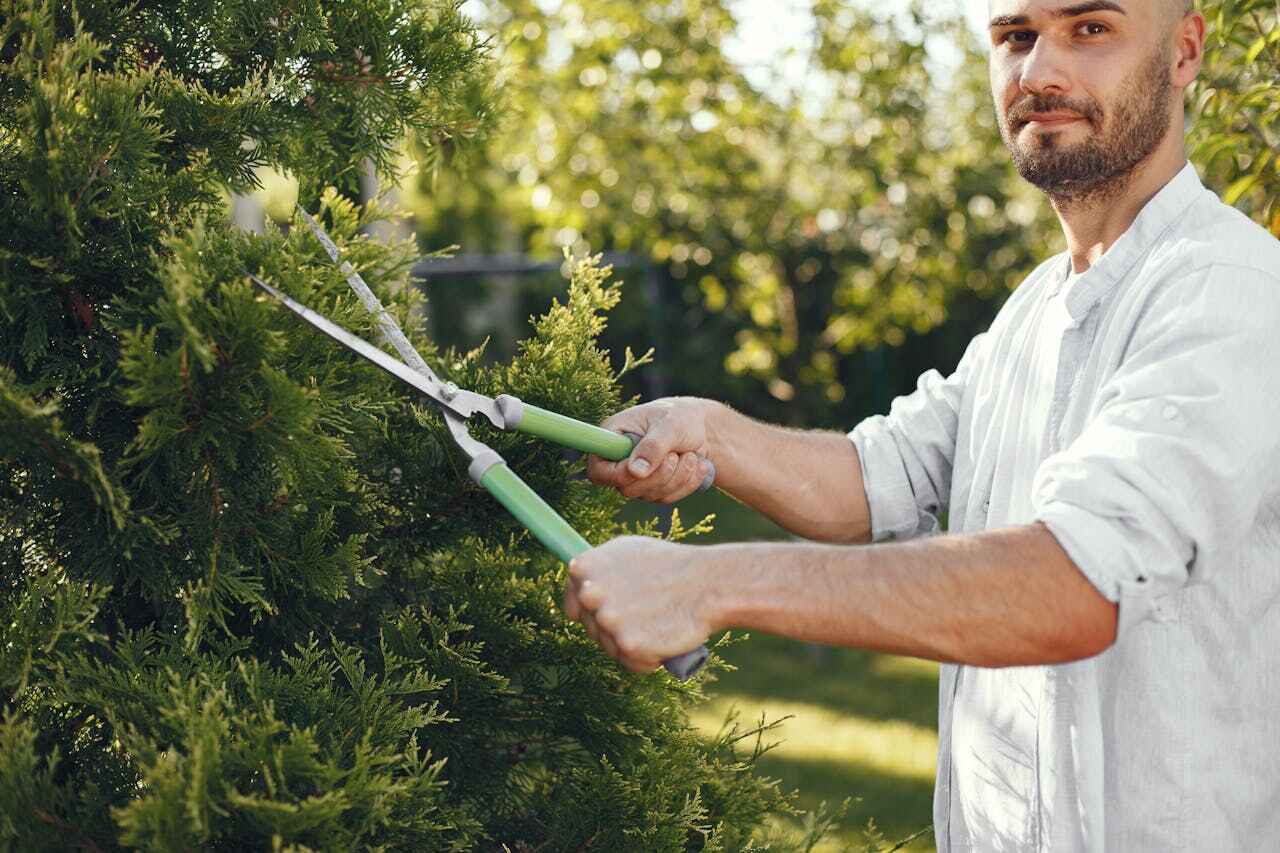 Best Residential Tree Removal  in Hanover, MN